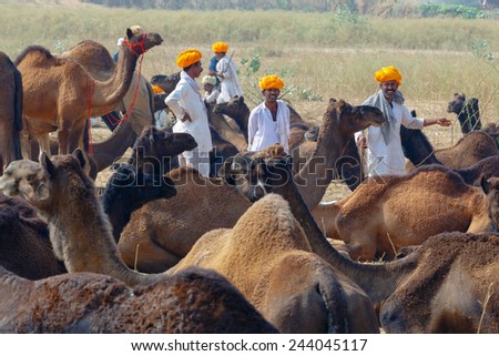 PUSHKAR,INDIA - Circa November 2014 : Unidentified Cameleer sits and stands around their livestock animals and waits for clients to sell them