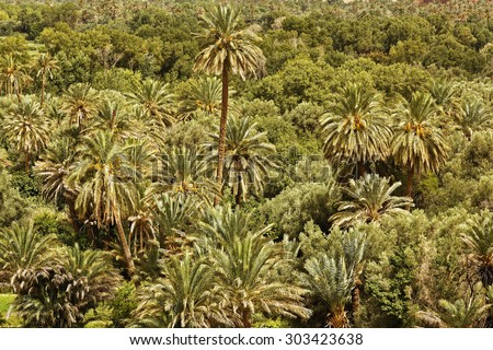 Textures and patterns of palm and date trees in Ouarzazate ,Morocco