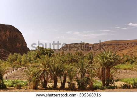 After passing through the Atlas mountains Palm trees,small creek surrounded with rock hills welcomes people in Fint Oasis near Ouarzazate town located very near the sahara desert in Morocco