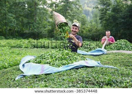 Rize, Turkey - September 7, 2008 : Unidentified people works in a tea field in Karadeniz region of Turkey. Rize is one of the most important tea producing city in the country.