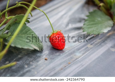 Strawberry on Strawberry tree