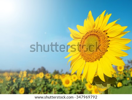 Sunflower in garden with sky background. sunflower garden during the daytime with sun light.
