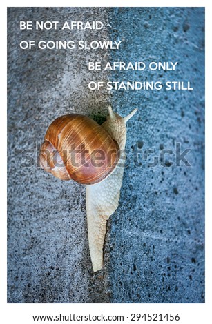 Inspirational quote with words be not afraid of going slowly, be afraid only of standing still. Large snail crawling on a stone wall