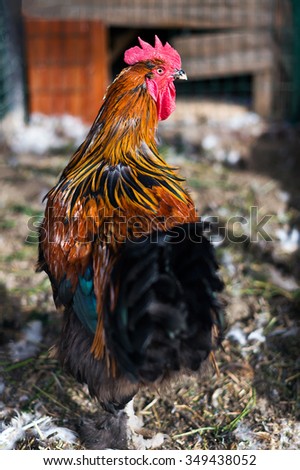 Colorful hen walking on poultry yard turning back and looking at the camera