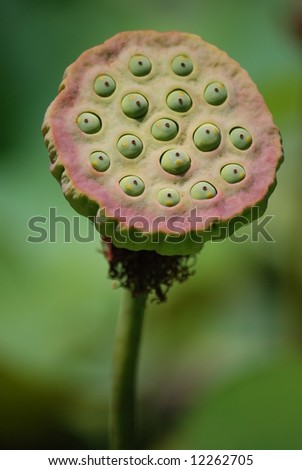 lotus seed pod