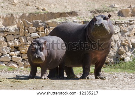 adult and young hippopotamus