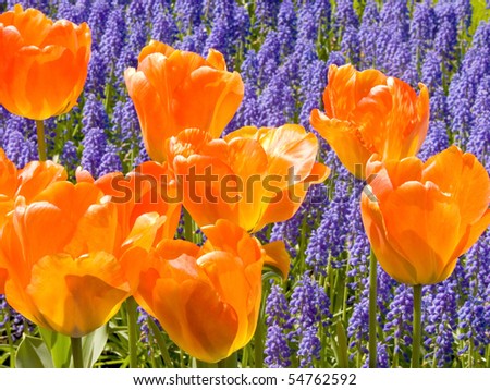 Keukenhof Gardens orange tulips bluebells Netherlands Holland