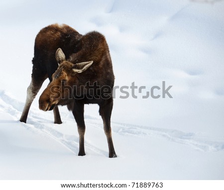 Moose, snow, winter, Jackson, Hole, Wyoming, Wildlife, Animal, text space