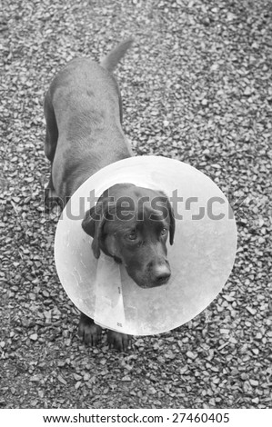 A door labrador dog with a cone around his neck. Shaved fur on his right cheek with an injury.
