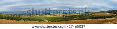Panoramic image of a christmas tree farm landscape