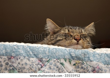 A sleeping cat, sleeping on top of a couch.