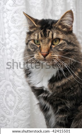A Maine coon cat with a peculiar look on his face in front of white cloth.