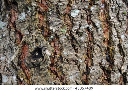 Old rough grunge brown tree texture close up with mild sap on it