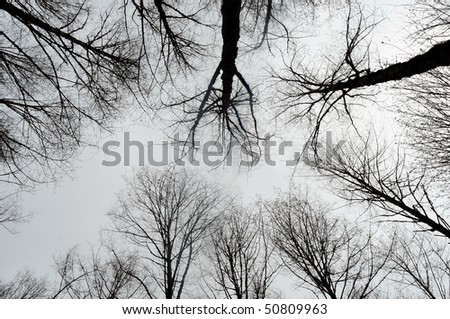 Abstract viewpoint looking up at the dark forest trees