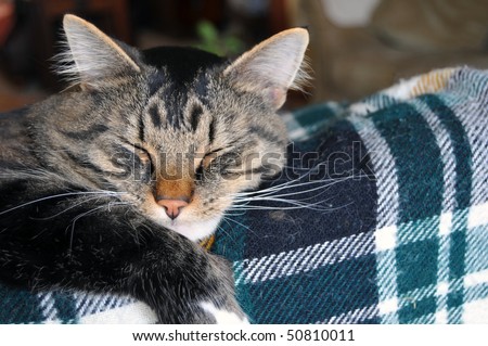 This cute Maine Coon cat sleeps on top of a couch that has a plaid patterned blanket on it