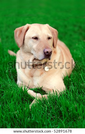 Golden yellow lab laying on green vibrant grass. What a cute, rested, dog.
