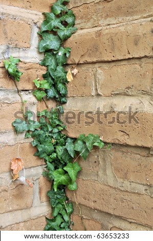 Green English Ivy leafs growing all over an adobe brick wall in a corner.