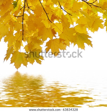 Fall Autumn tree branches with orange leafs, isolated on white background with a water reflection below