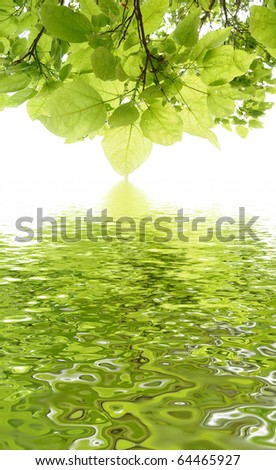 Abstract leafs on a tree isolated on white background with copyspace
