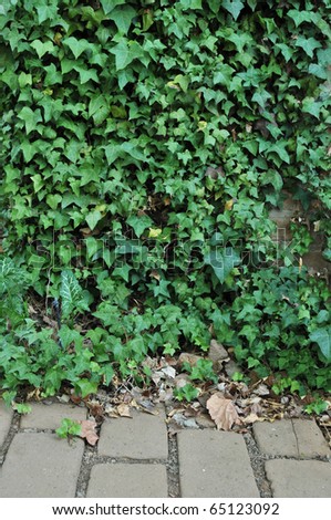 Green English Ivy leafs growing all over an adobe brick wall.