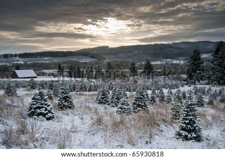 Beautiful Christmas tree farm rural country scene with snow in the winter time and a sun coming through the clouds