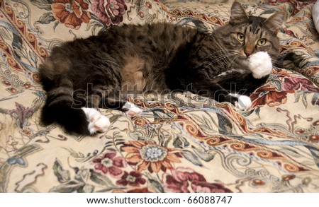A fluffy main coon kitty cat licking his paws on a big blanket on a bed