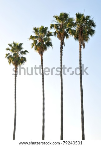 Single palm tree isolated against the blue sky