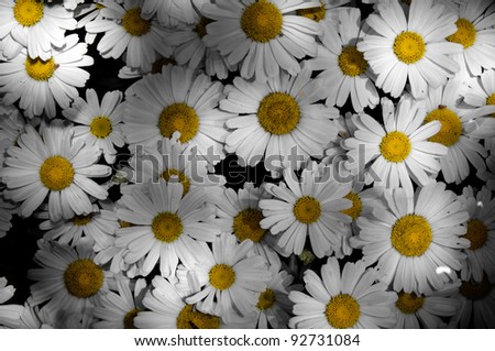 Illuminated daisy flowers shot from an overheard above view with dramatic lighting