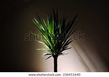 Dracaena Plant with dramatic lighting in an empty room