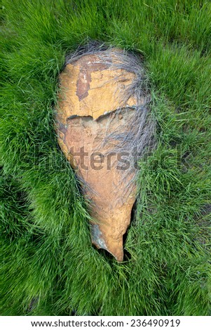 Golden brown flat slab rock sitting in a field of green grass
