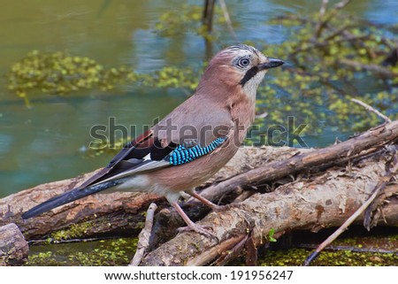 Jay bird on a twig over the water pond