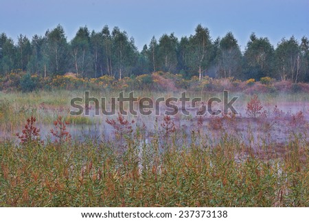 Evening landscape - fog over the marsh, reed in the foreground, forest background
