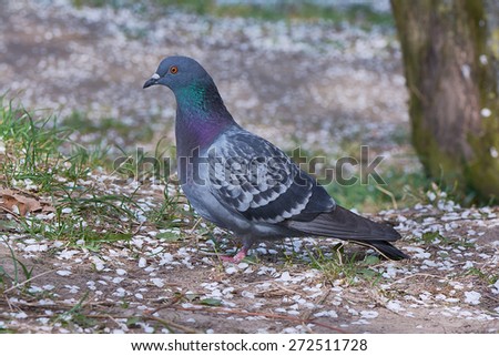Gray pigeon on the ground land covered with blossoms in spring