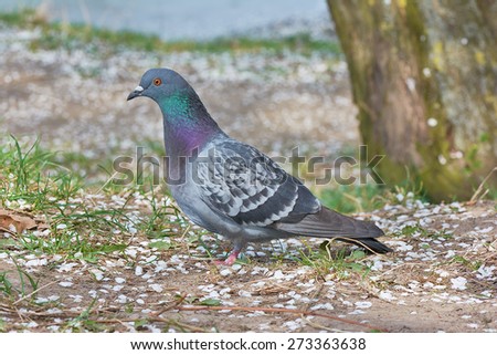 Gray pigeon on the ground land covered with blossoms in spring