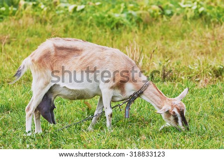 Goat grazing in the meadow