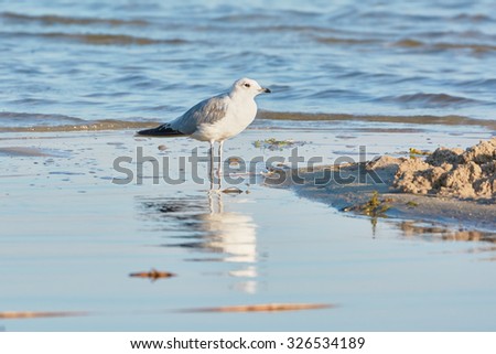 Seagull landing on a sandy beach near water, reflected in water