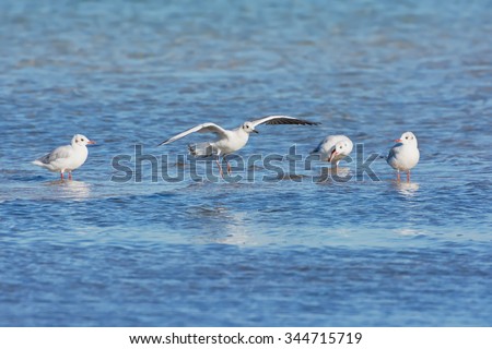 Seagulls walking on the lake, reflected in water