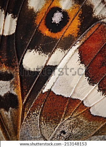 Butterfly wing detail