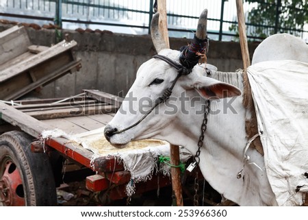 Sacred Indian cow