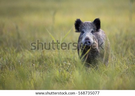 Boar in the wild, in the clearing.