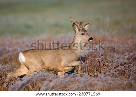 Buck deer on the run in a frosty morning