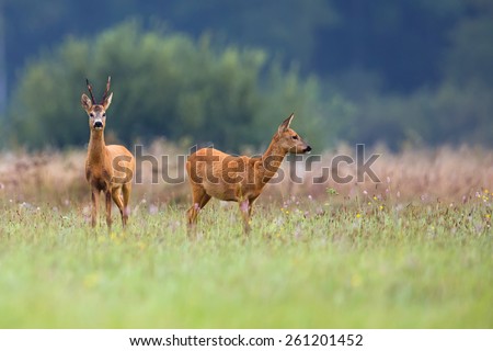 Buck deer with roe-deer in a clearing