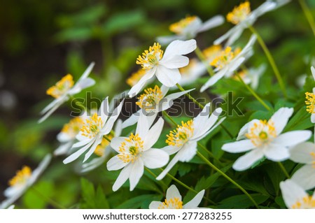 Anemone flowers growing in natural conditions. background.