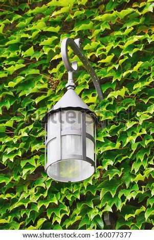 Old lantern on the wall with green leaves