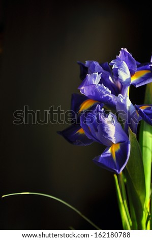Iris flower on dark background/Blue iris