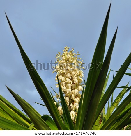 Blooming yucca bush from Mediterranean country
