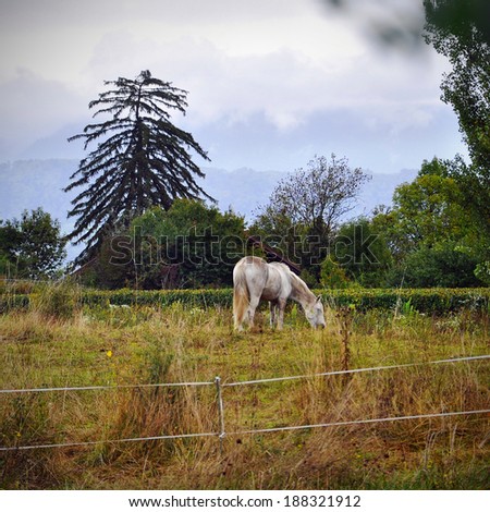 White horse at mountain rural landscape