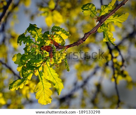 Bright sun lights throw spring green oak leaves