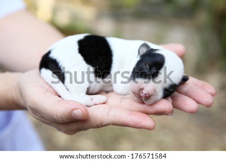 be side white and black dogs color in girl hands