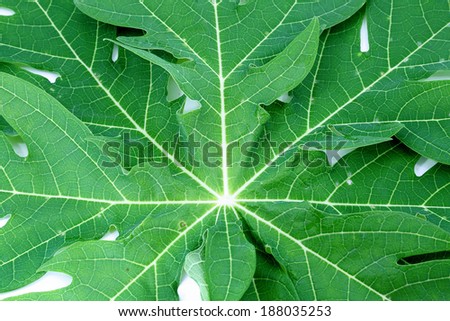 Papaya Leaf isolated